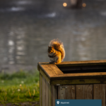A squirrel sits by a riverbed.