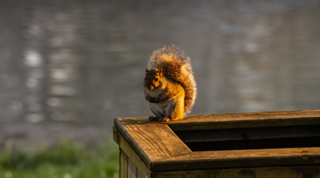 A squirrel sits by a riverbed.